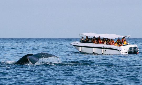 Excursión en barco para avistar ballenas en Órganos, Perú