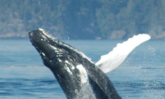 Excursión en barco para avistar ballenas en Órganos, Perú