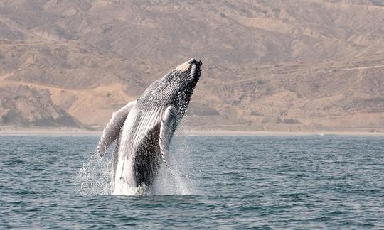 Excursión en barco para avistar ballenas en Órganos, Perú