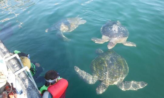 Viaje en barco con vida silvestre en Máncora, Perú