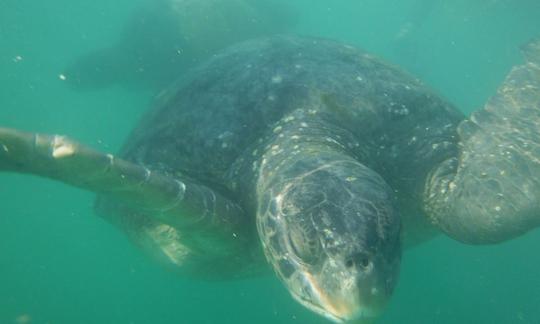 Viaje en barco con vida silvestre en Máncora, Perú