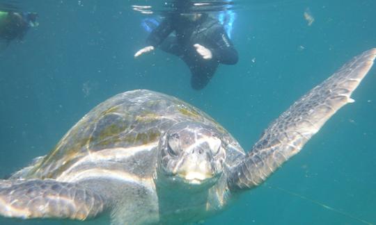 Viaje en barco con vida silvestre en Máncora, Perú