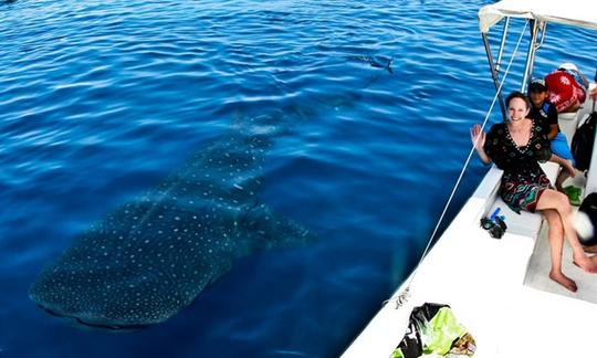 Nade com tubarão-baleia em Cancún, Isla Mujeres e toda a Riviera Maia