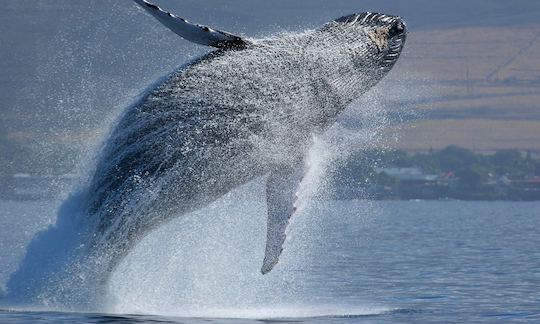 Whale Watching Boat Tours in Santiago, Panama