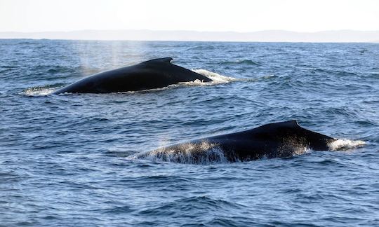 Whale Watching Boat Tours in Santiago, Panama