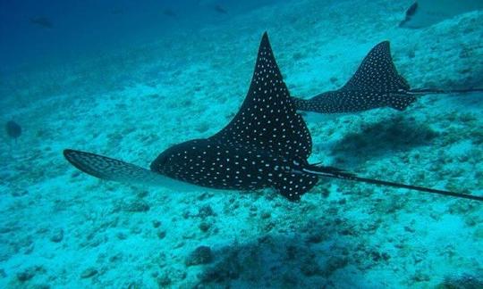 Excursion privée de plongée en apnée en bateau à Coxen Hole, au Honduras