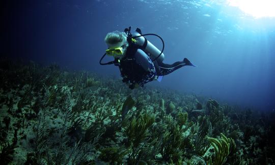 Excursions de plongée sous-marine et de snorkeling sur l'île de Pelicano