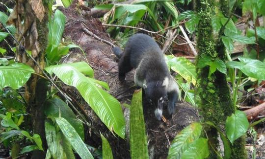 Excursões guiadas de caiaque em Tortuguero, Costa Rica