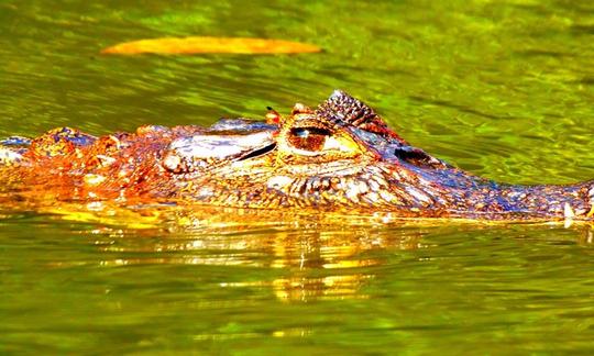 Excursões guiadas de caiaque em Tortuguero, Costa Rica