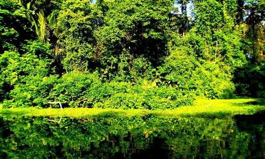 Excursões guiadas de caiaque em Tortuguero, Costa Rica