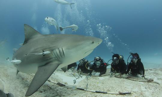 Passeios de mergulho e cursos PADI em Playa del Carmen, México