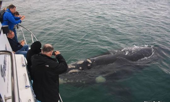 Hermanus Whale Watching Private Charter - Launch from Gansbaai, South Africa