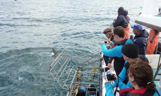 Excelentes recorridos para bucear y observar tiburones blancos en Ciudad del Cabo