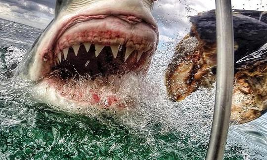 Great White Shark Cage Diving