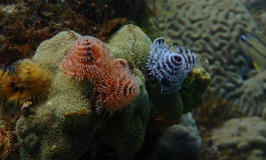 Diving in Santa Marta, Colombia