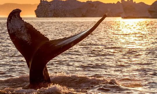 Passeios de observação de baleias no trimarã 'Speed Liner' em Mirissa