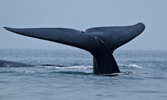 Passeios de observação de baleias em barco 'Deep Blue' em Mirissa