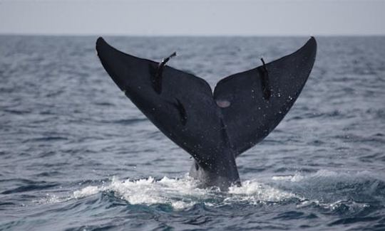 Passeios de observação de baleias em barco 'Deep Blue' em Mirissa