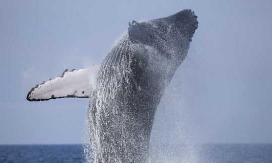 Passeios de observação de baleias em barco 'Deep Blue' em Mirissa