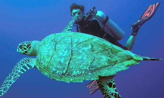 Expérience de plongée sous-marine à Bay Islands, au Honduras