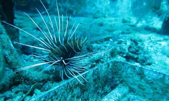 Excursiones de buceo en el Golfo de Aqaba, en el Mar Rojo, Israel