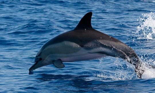 Boat Whale Watching & Island Tours in Angra do Heroísmo