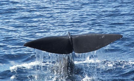 Boat Whale Watching & Island Tours in Angra do Heroísmo