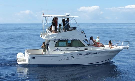 Boat Whale Watching & Island Tours in Angra do Heroísmo