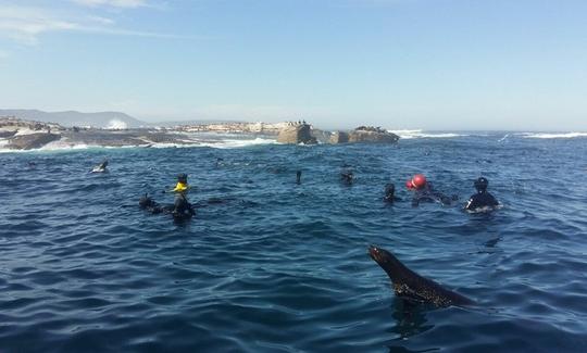 Viaje de esnórquel con focas en Ciudad del Cabo