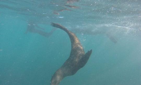 Viaje de esnórquel con focas en Ciudad del Cabo