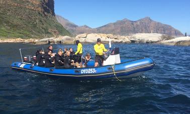 Snorkel With Seal Trip In Cape Town