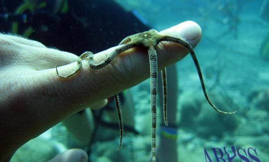 Viajes de buceo en Chloraka, Chipre