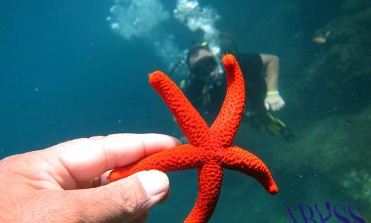 Viajes de buceo en Chloraka, Chipre