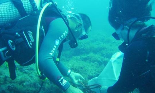 Viajes de buceo en Chloraka, Chipre