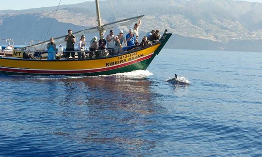 Excursion d'observation des baleines sur « Ribeira Brava »