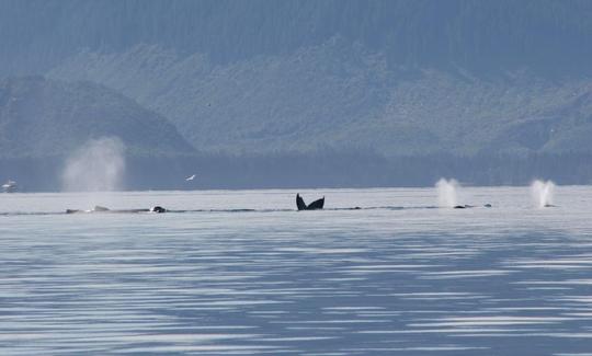 Carta de surf em Hoonah, Alasca