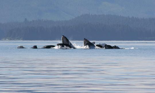 Carta de surf em Hoonah, Alasca