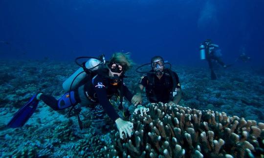 Excursions de plongée sous-marine à Avatoru, Polynésie française