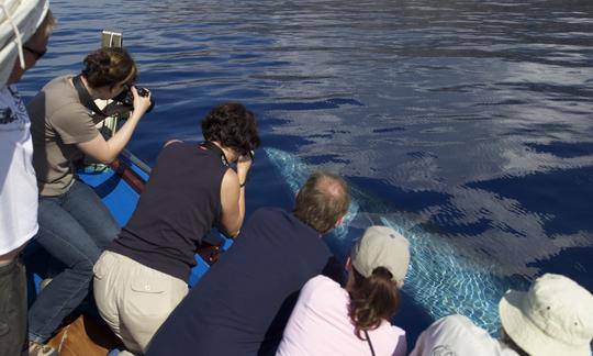 Excursion d'observation des baleines sur « Ribeira Brava »