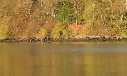 Safari en kayak dans l'ouest de Cork