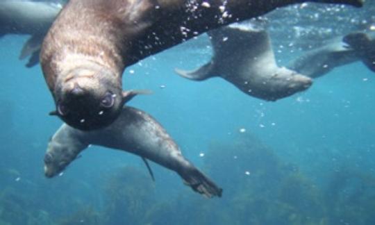 タスマン半島のイーグルホーク・ネック発、風光明媚な野生動物＆アザラシ・シュノーケル・ツアー