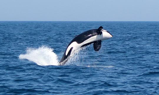 Orca ( Orcinus Orca)