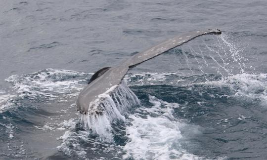 Excursion d'observation des baleines à Reykjavík