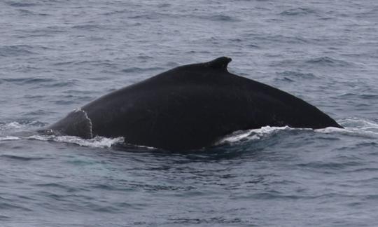 Excursion d'observation des baleines à Reykjavík