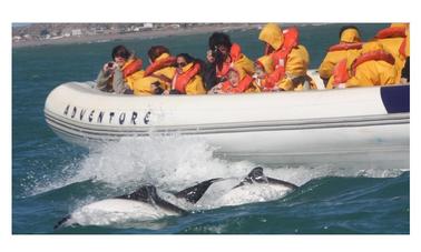 Passeio de baleias marinhas em Puerto Madryn