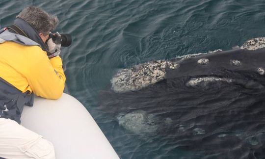 Sea Whales Tour In Puerto Madryn