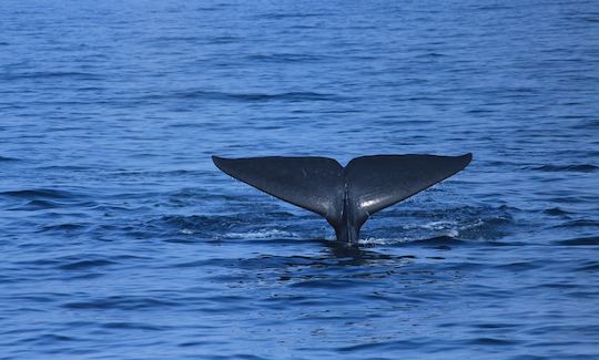 Recorrido en barco para observar ballenas para 30 personas en Mirissa