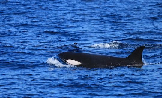 Recorrido en barco para observar ballenas para 30 personas en Mirissa