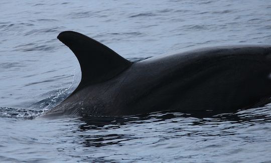 Recorrido en barco para observar ballenas para 30 personas en Mirissa