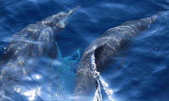 Excursión en barco para avistar ballenas para 8 personas con lancha rápida